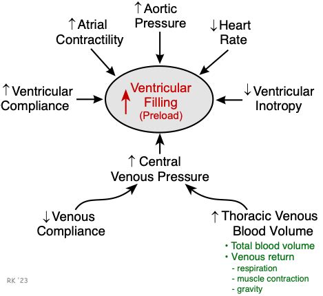 what 3 things determine preload.